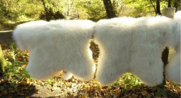 Oblékání a zpracování ovčích kůží: kompletní průvodce